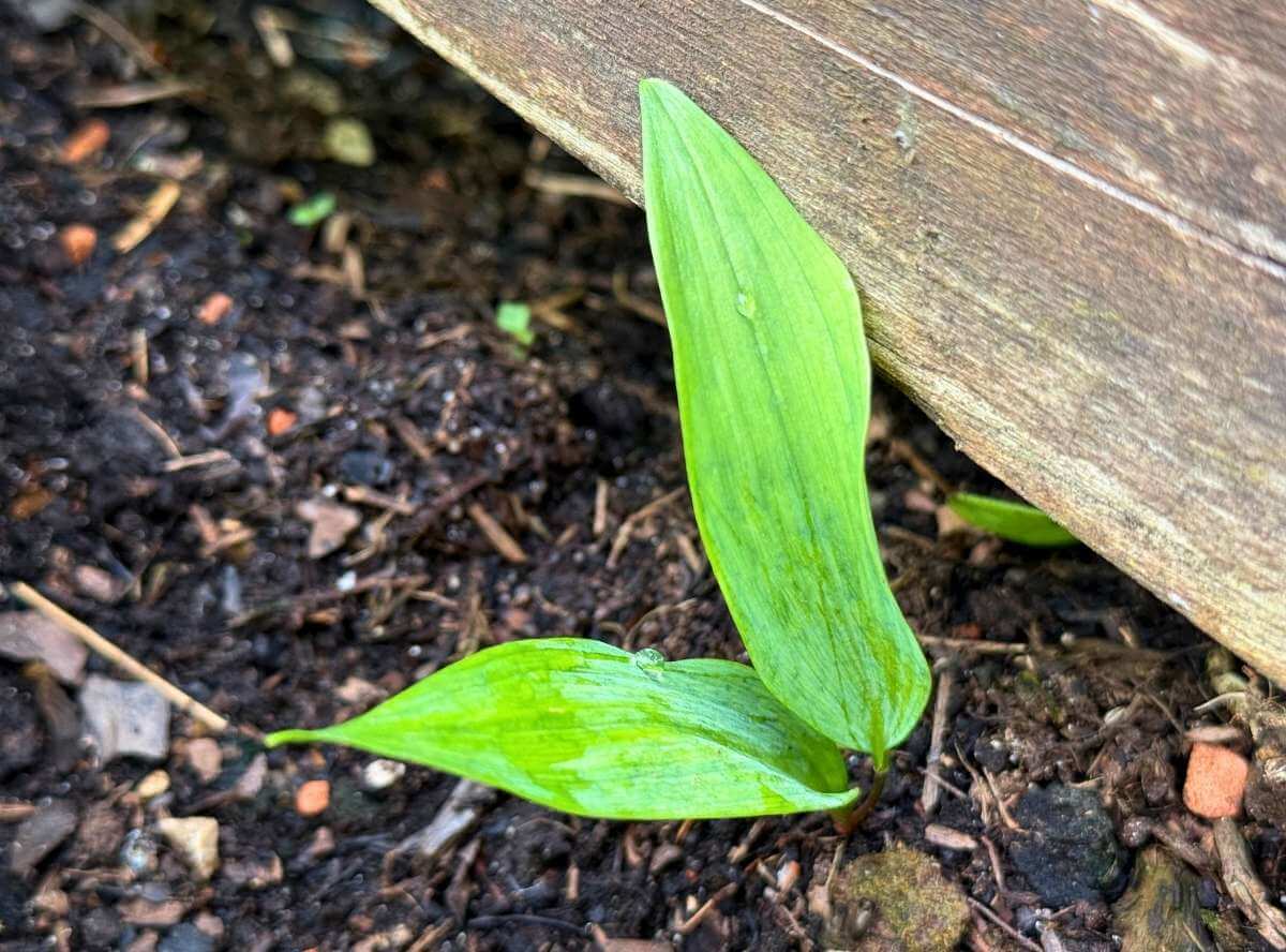 Bärlauch - Rezepte und Wirkung