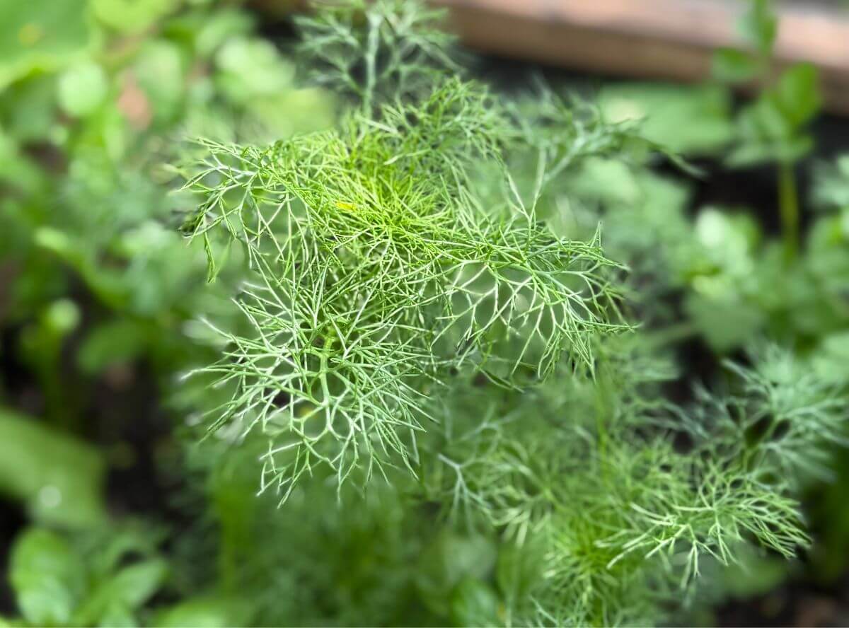 Dill - Gesundheitscheck & Rezepte