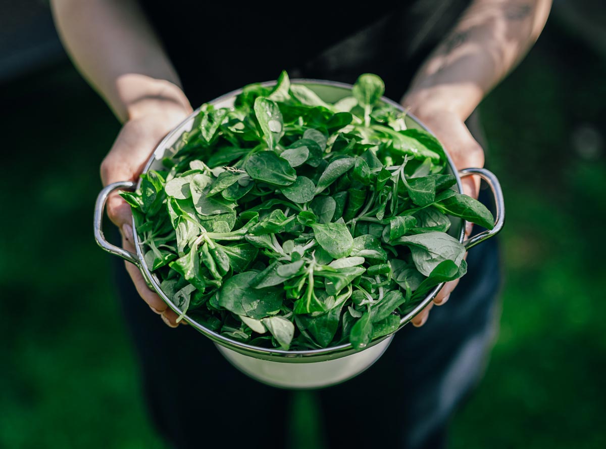 Feldsalat | Darum ist er so gesund