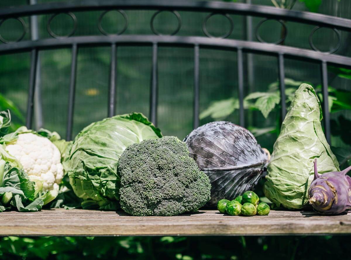 Kohl: So lecker ist Gemüseklassiker auch für Kinder