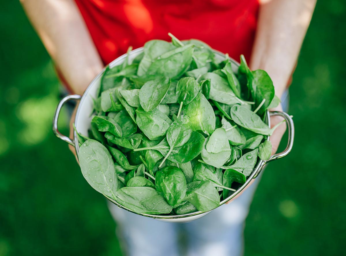 Spinat
