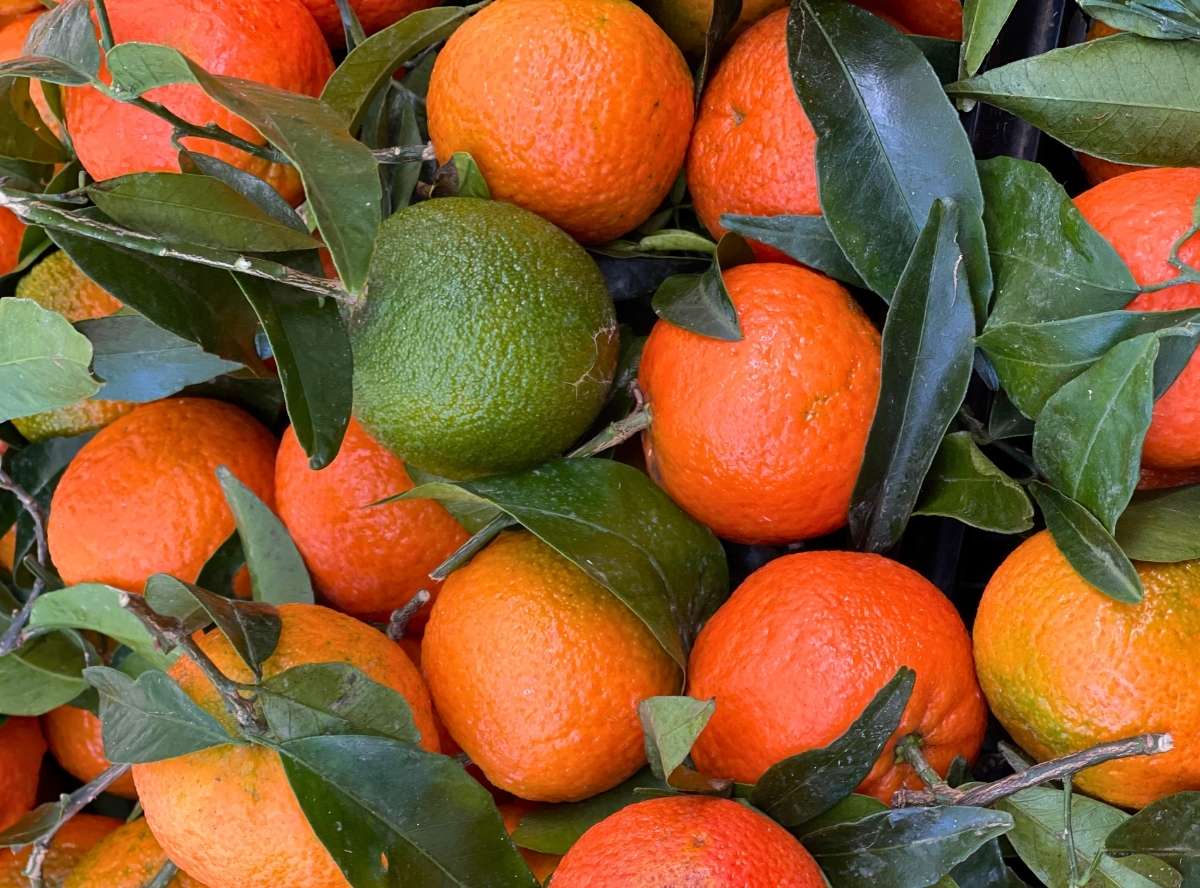 Zitrusfrüchte